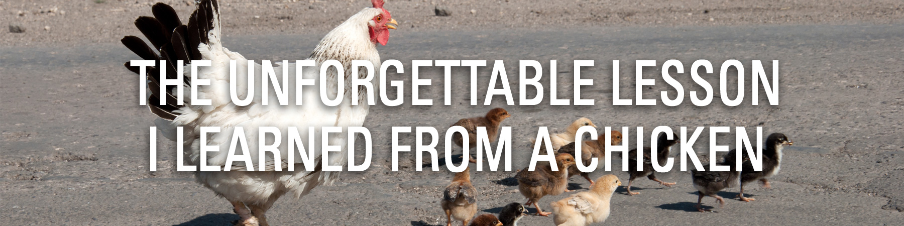 The Unforgettable Lesson I Learned From a Chicken